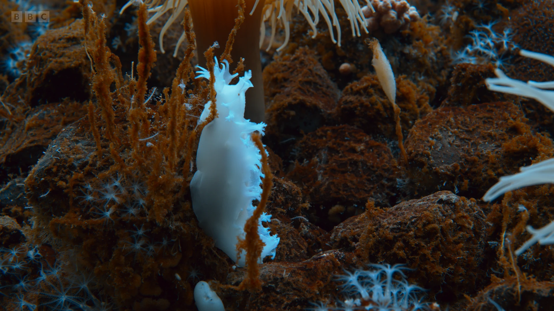 Nudibranch (Tritonia challengeriana) as shown in Seven Worlds, One Planet - Antarctica